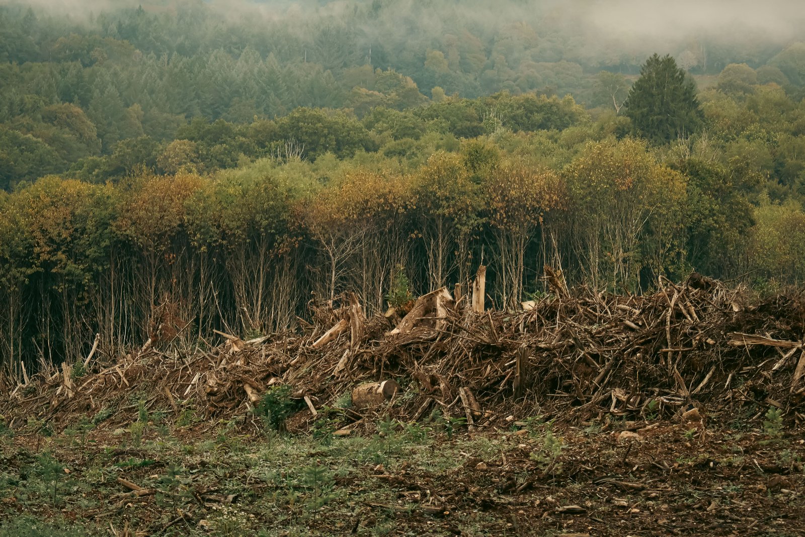 Andins de branches et de bois laissés après une coupe rase